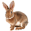 lapin